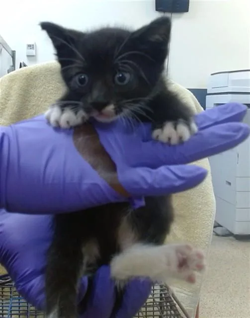 A baby small-sized male Domestic Short Hair cat named Rain for adoption in Miami, FL