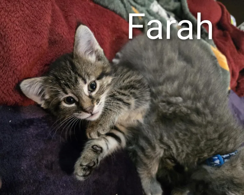 A baby medium-sized female Tabby (Brown / Chocolate) Domestic Short Hair cat named Farah for adoption in La Crescent, MN