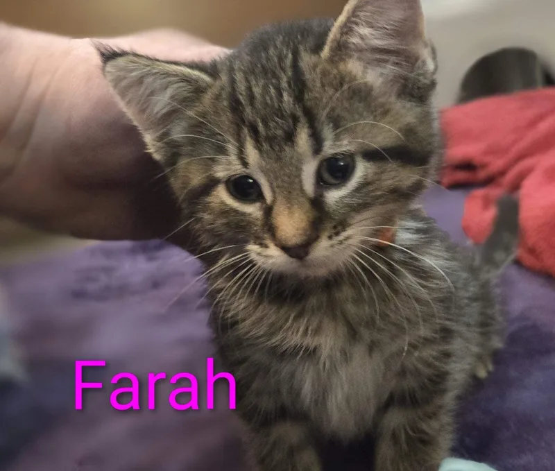 Farah thumbnail 2