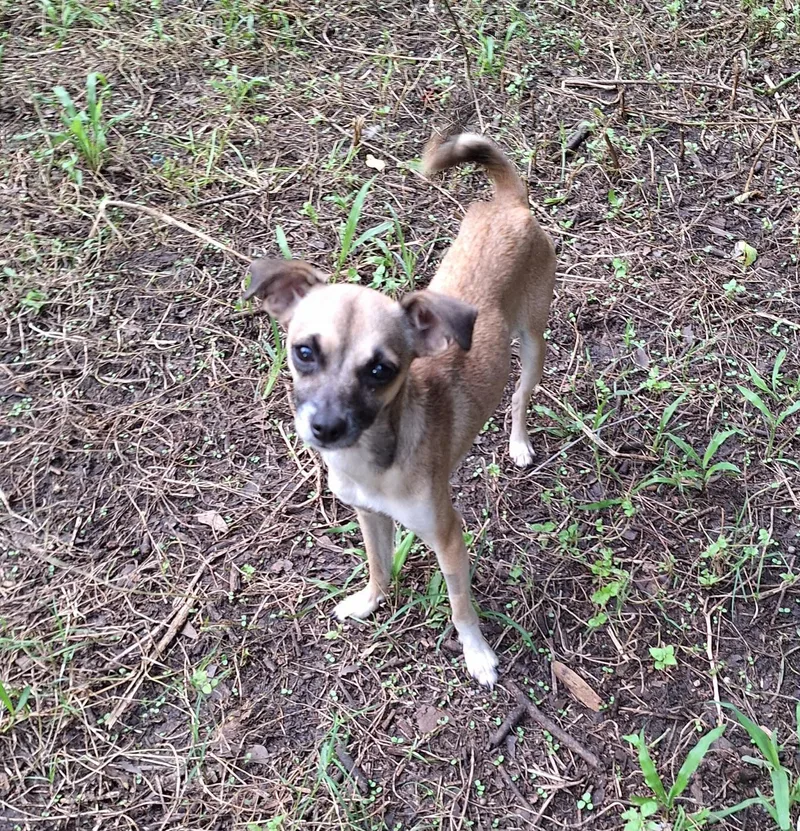 An adult small-sized female Yellow / Tan / Blond / Fawn Chihuahua dog named Krystlelea MVT for adoption in Missouri City, TX