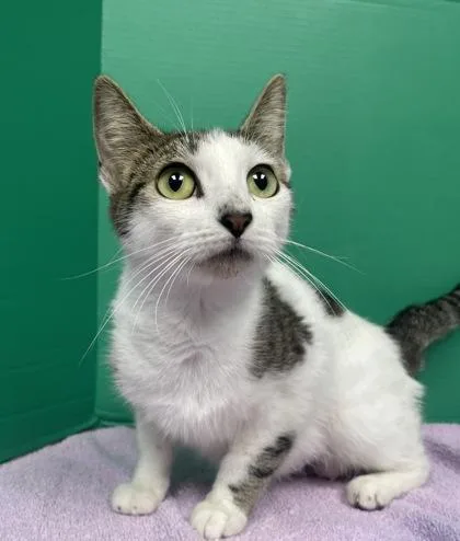 An adult small-sized female Domestic Short Hair cat named Lily for adoption in Houston, TX