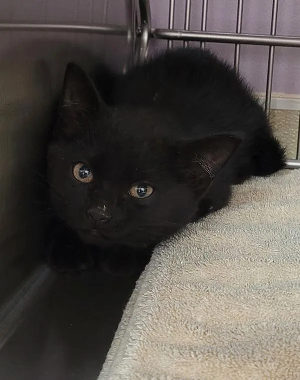 A baby small-sized male Domestic Short Hair cat named Templeton for adoption in Vancouver, WA