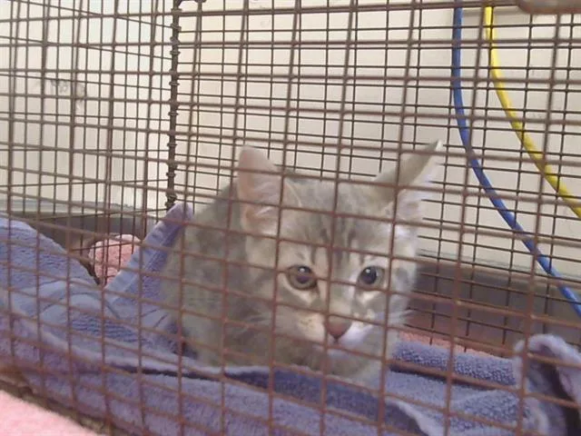 A baby small-sized female Domestic Short Hair cat named Janie for adoption in Sacramento, CA