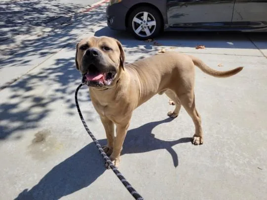 An adult extra large-sized male Mastiff dog named Bentley for adoption in San Pedro, CA