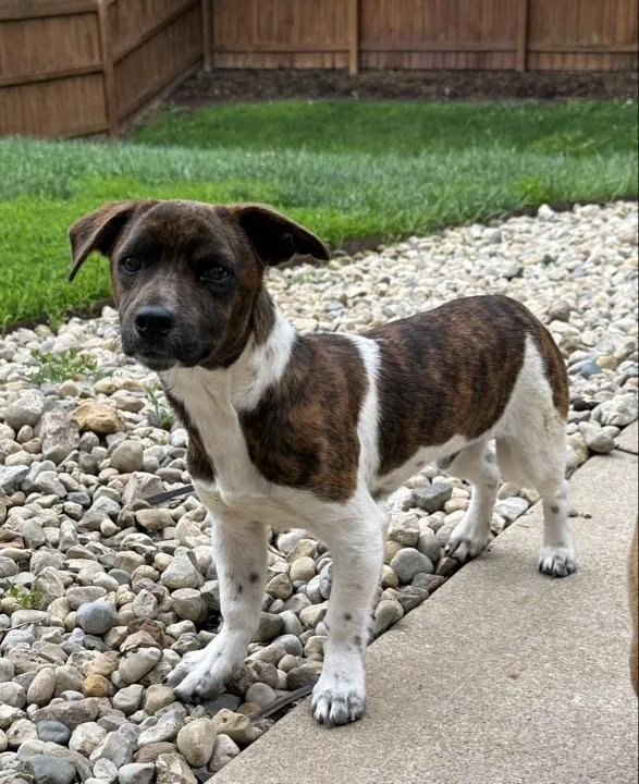 A baby medium-sized male White / Cream Mixed Breed dog named Timone for adoption in Indianapolis, IN