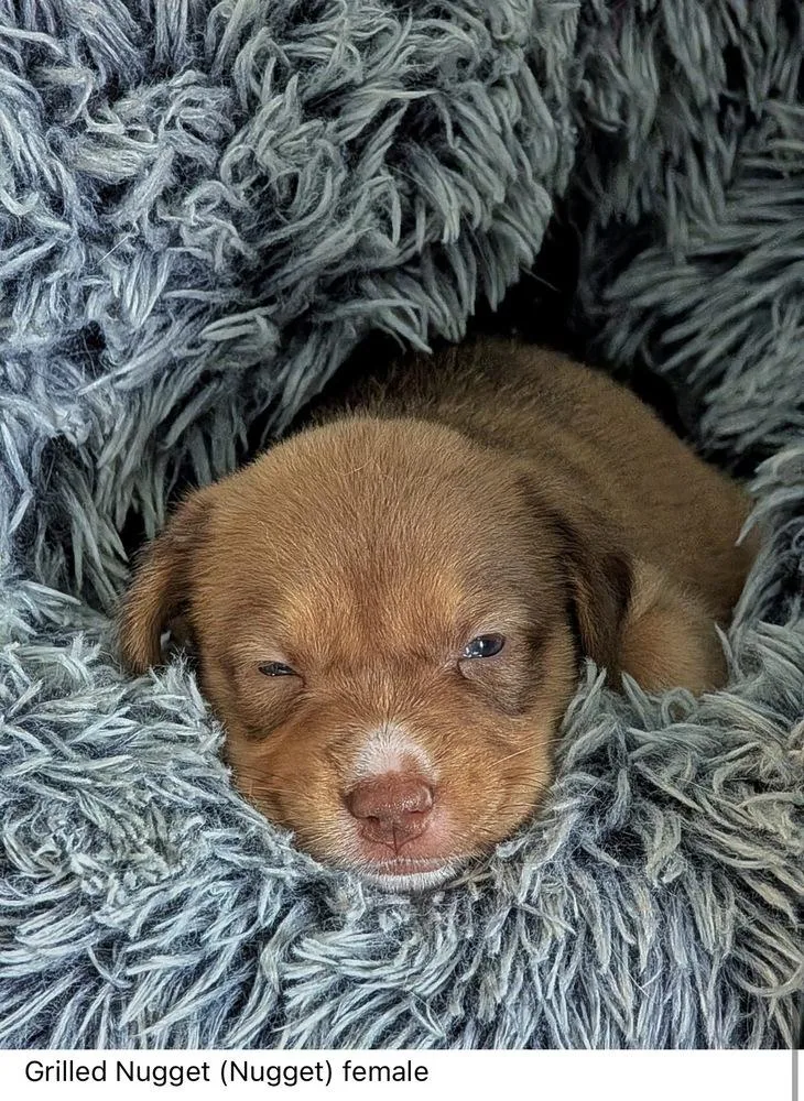 A baby medium-sized female Mixed Breed dog named Grilled Nugget Chickfila Litter for adoption in Columbus, OH