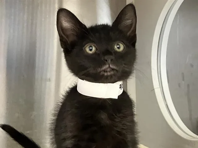 A baby small-sized female Domestic Short Hair cat named Patricia for adoption in Tustin, CA