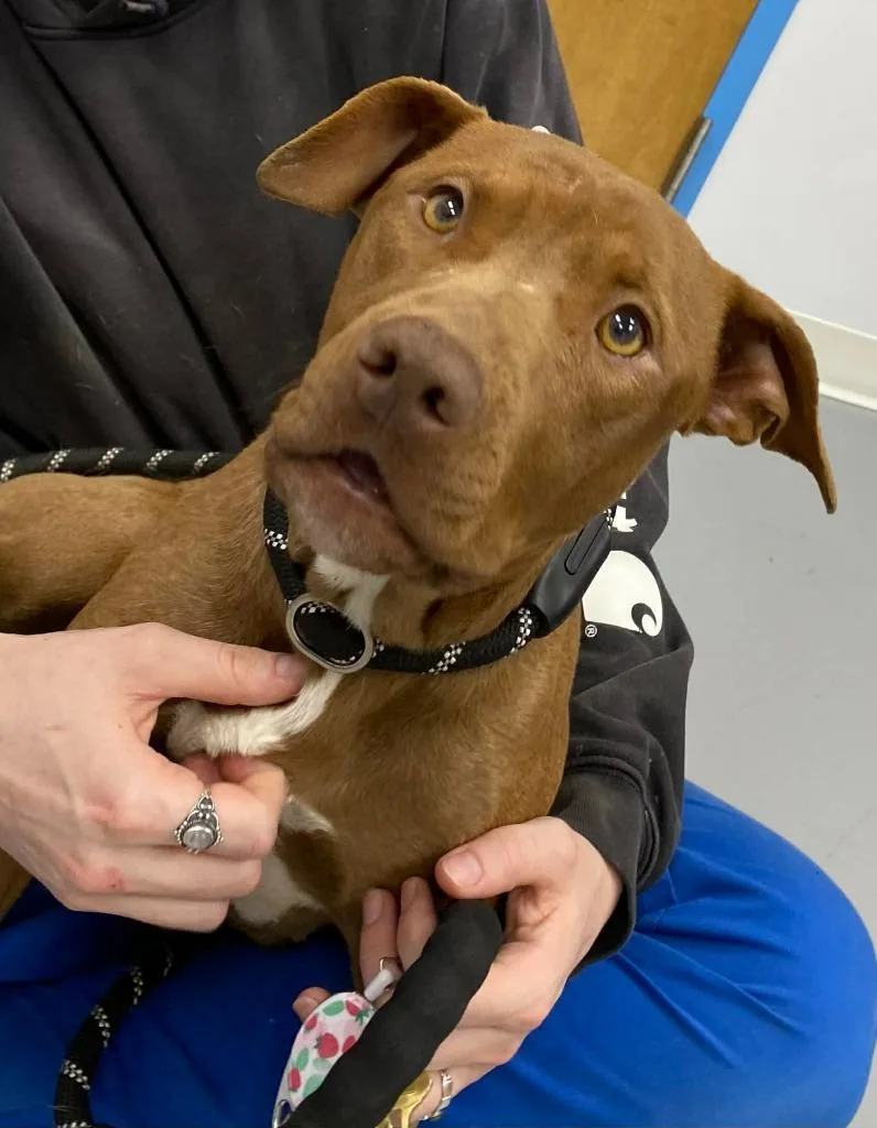A young medium-sized female Pit Bull Terrier dog named Mindy for adoption in Hartsville, SC