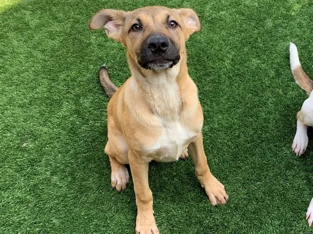A young small-sized male Anatolian Shepherd dog named Tavern for adoption in Moreno Valley, CA