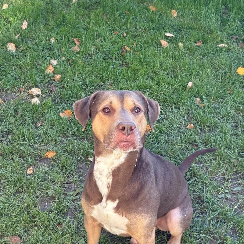 An adult medium-sized male Mixed Breed dog named Buck for adoption in Norwich, NY