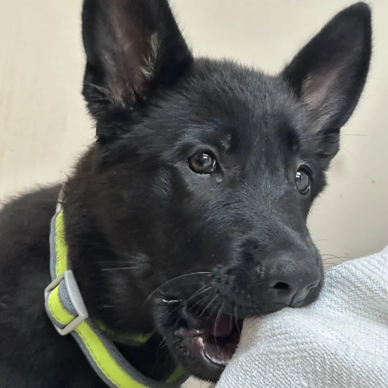 A baby large-sized female Black German Shepherd Dog dog named Laika for adoption in Iuka, MS