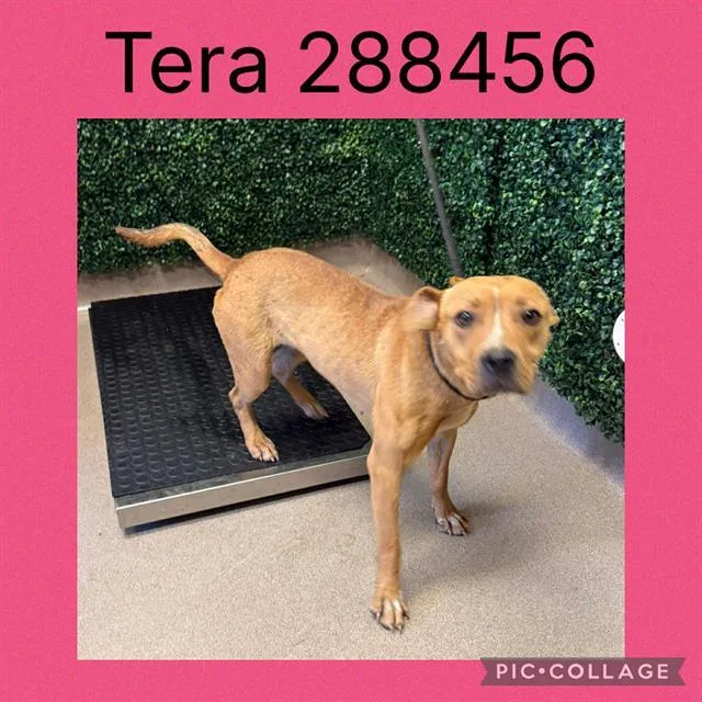 A young medium-sized female Mixed Breed dog named Tera for adoption in Macon, GA