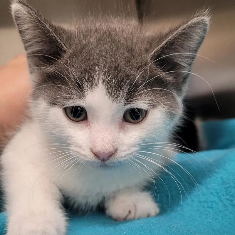 A baby small-sized male White Domestic Short Hair cat named Kobalt for adoption in Nashville, IN