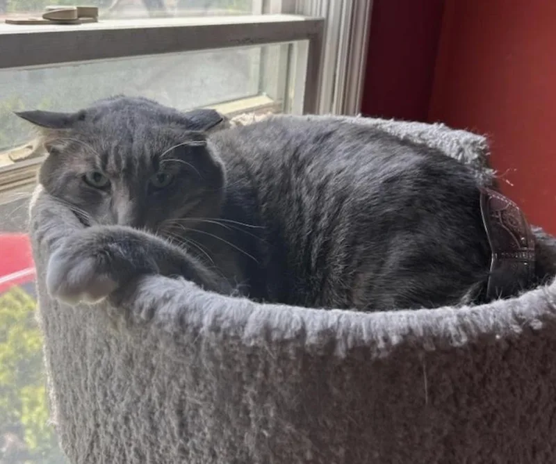 An adult medium-sized male Gray / Blue / Silver Domestic Short Hair cat named Aldo Melville for adoption in Westbury, NY