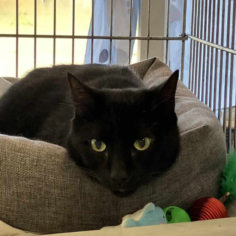 An adult medium-sized female Black Domestic Short Hair cat named Raven for adoption in Parma, OH