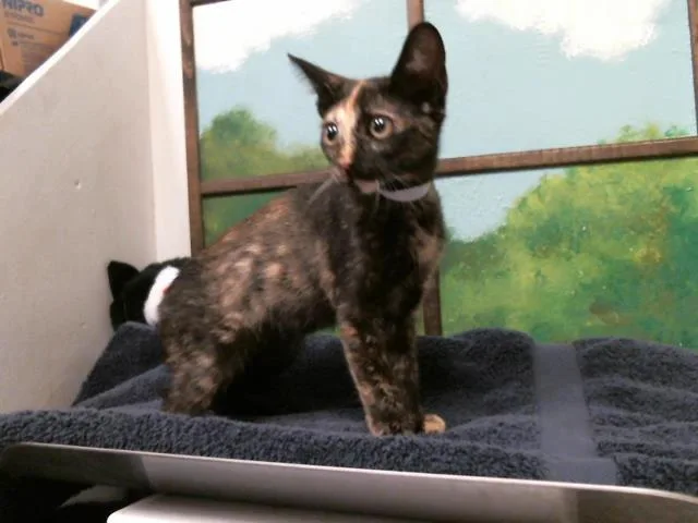 A baby small-sized female Domestic Short Hair cat named Genevieve for adoption in Houston, TX