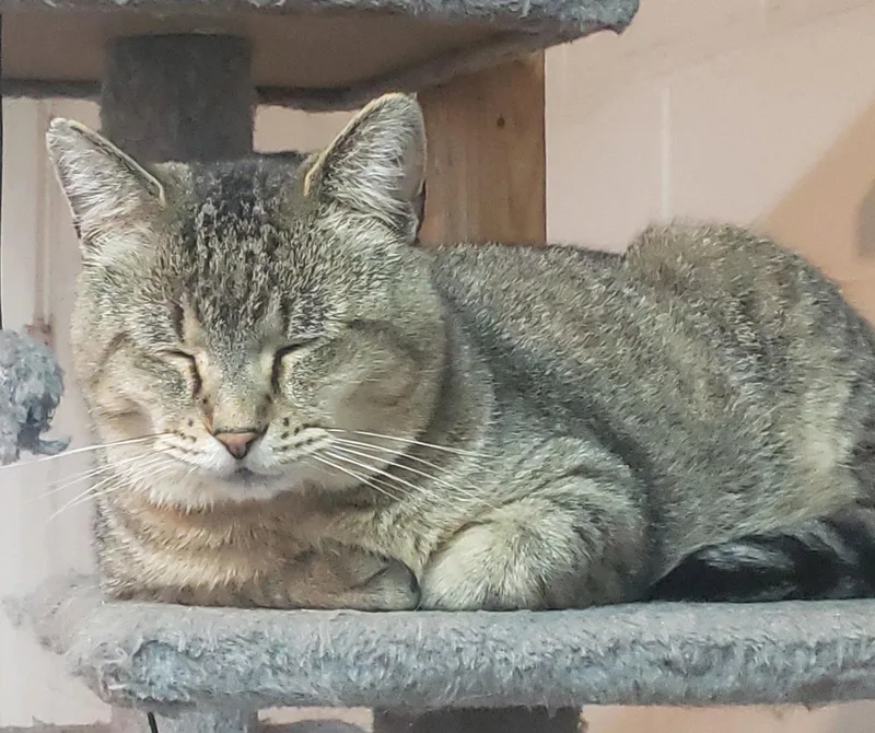 An adult large-sized male Domestic Short Hair cat named Major Tom Bonded for adoption in Camden, TN