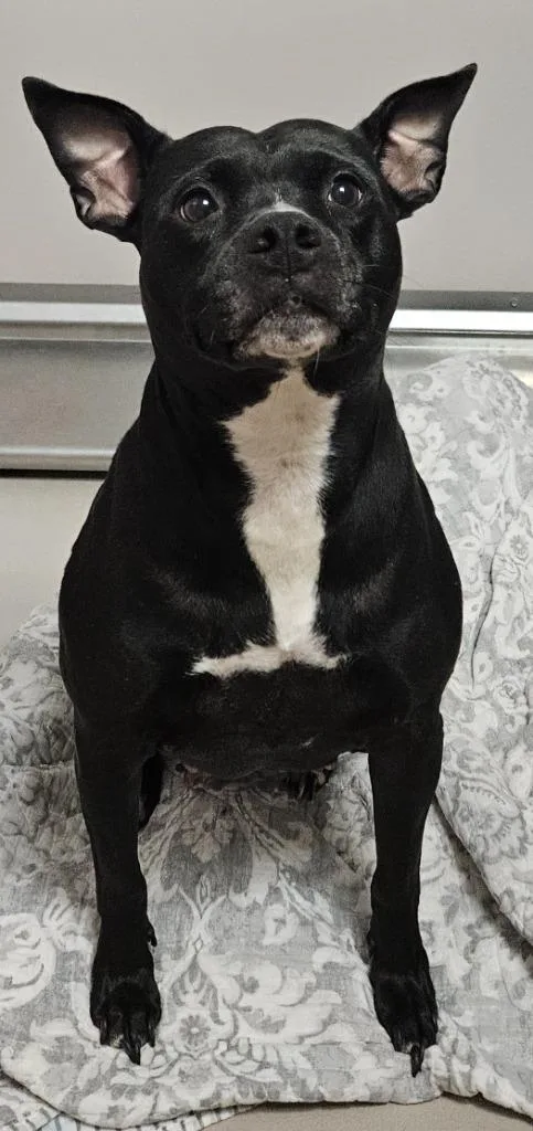 An adult medium-sized female Labrador Retriever dog named Autumn for adoption in Sherwood, AR