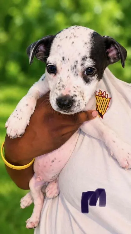 A baby medium-sized male Australian Shepherd dog named Augie for adoption in Morton Grove, IL