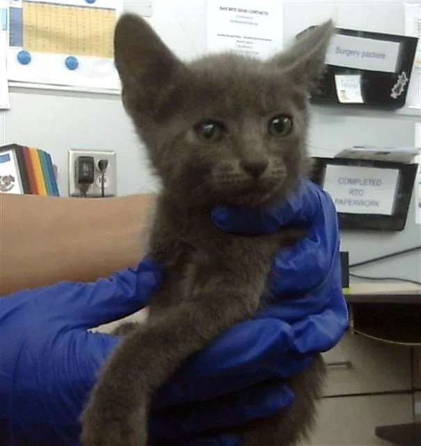 A young medium-sized male Domestic Short Hair cat named Simba for adoption in Dallas, TX