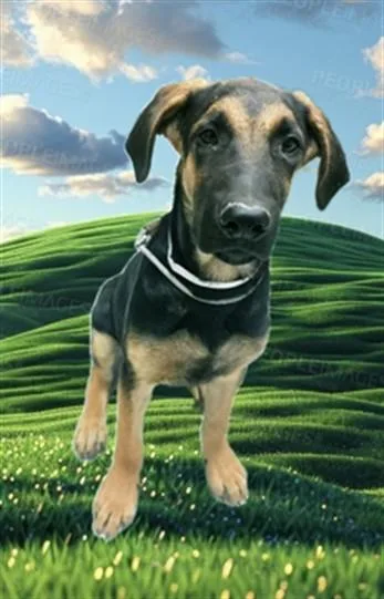 A young small-sized male German Shepherd Dog dog named Buster for adoption in Lancaster, CA