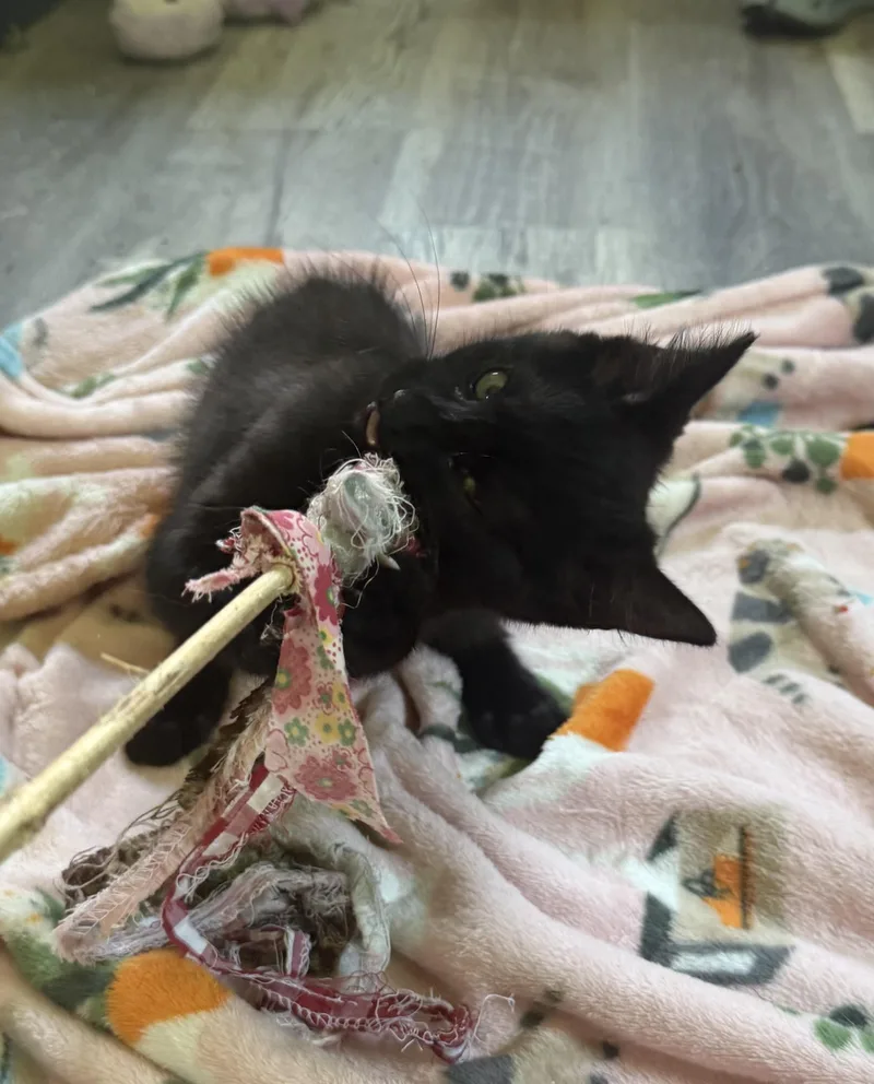 A baby medium-sized female Black Domestic Short Hair cat named Rocky for adoption in Anderson, IN