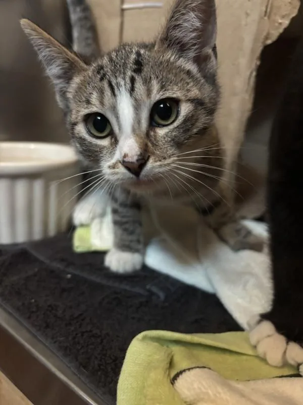 A baby small-sized female Domestic Short Hair cat named Beluga for adoption in Santa Rosa, CA
