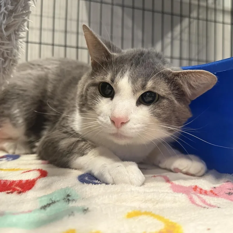 An adult medium-sized male Gray / Blue / Silver Domestic Short Hair cat named Calvin for adoption in Louisville, KY