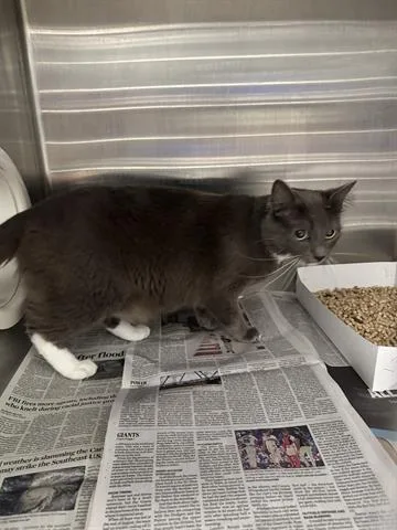 A young large-sized female Domestic Short Hair cat named Queso for adoption in San Martin, CA