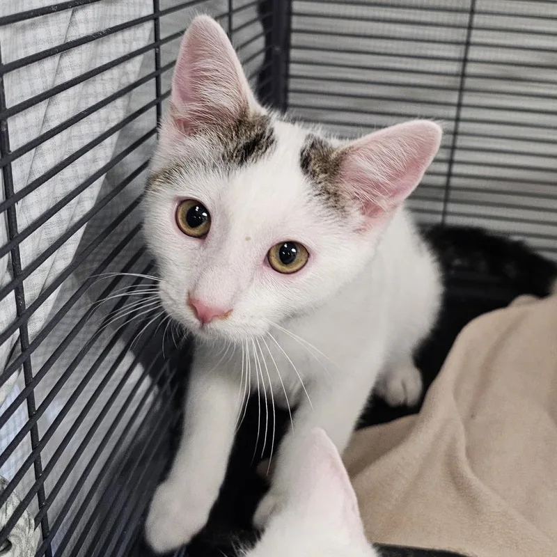 A baby small-sized male White Domestic Short Hair cat named Monty for adoption in Monroe, MI