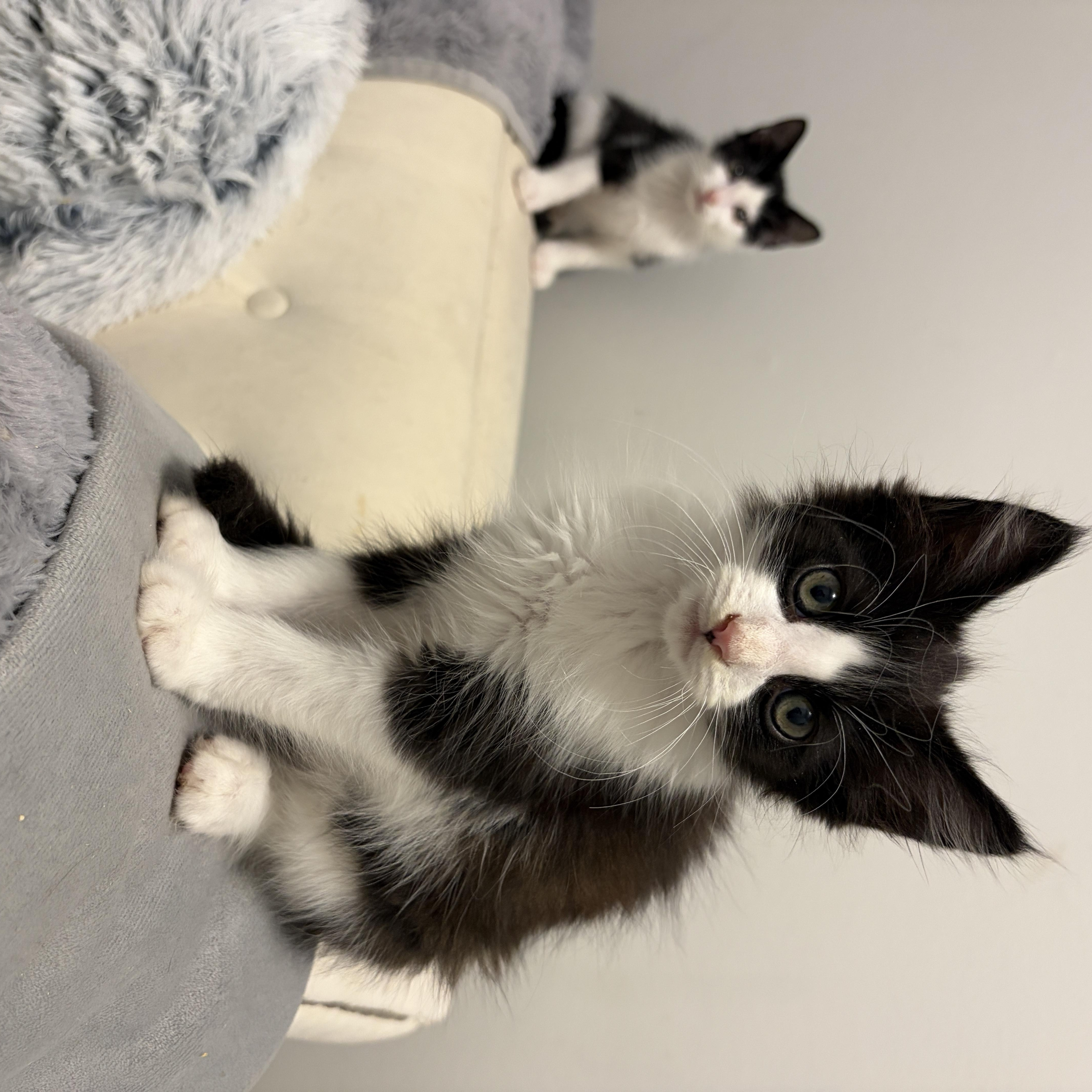 A baby medium-sized female Black & White / Tuxedo Domestic Long Hair cat named Marley for adoption in Moriches, NY