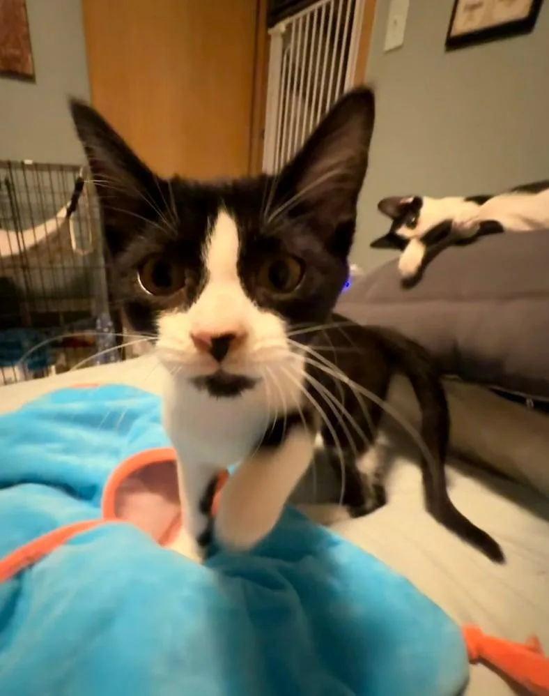 Violet thumbnail 2