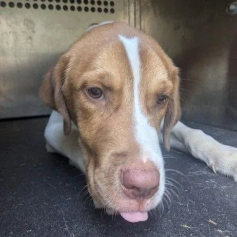 A young small-sized male Shepherd dog named Lindt for adoption in East Hanover, NJ