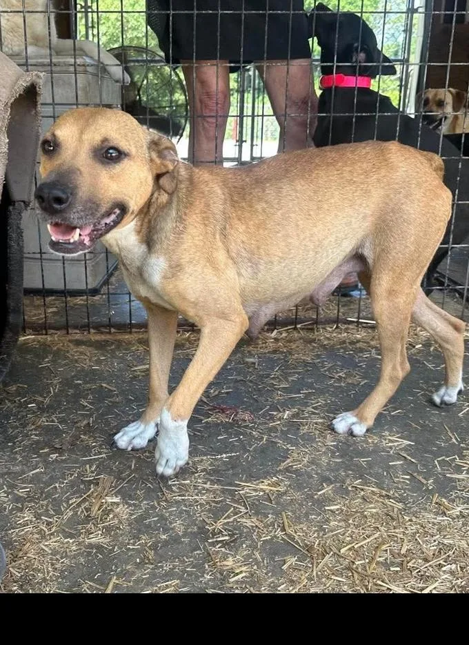 An adult large-sized female Mixed Breed dog named Biscotti for adoption in Groveland, MA