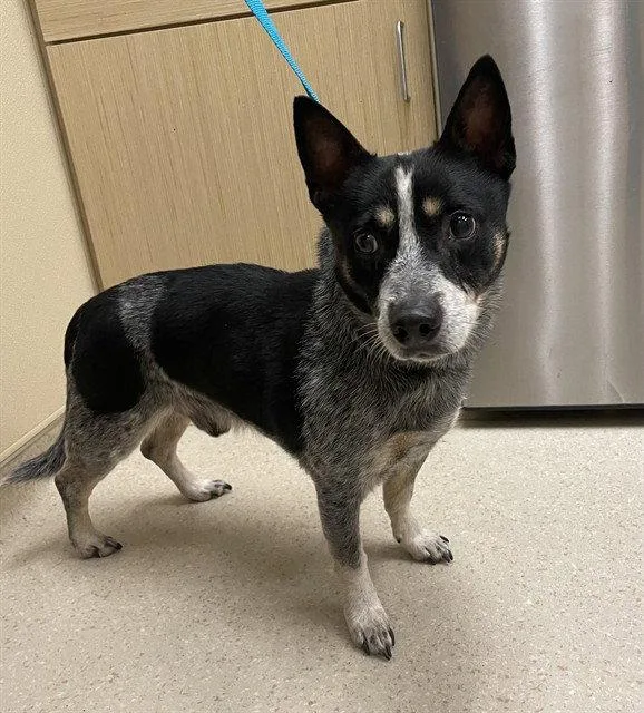 An adult medium-sized male Australian Cattle Dog / Blue Heeler dog named Jack for adoption in Clyde, NC