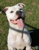 An adult large-sized male Brown / Chocolate Pit Bull Terrier dog named Sir Duke for adoption in Potsdam, NY
