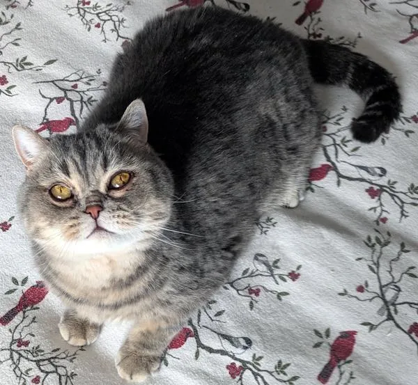 An adult medium-sized male Gray / Blue / Silver Exotic Shorthair cat named Teddy for adoption in Kenosha, WI