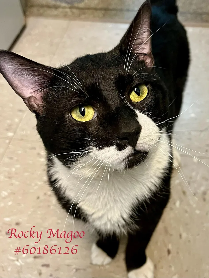 An adult large-sized male Black & White / Tuxedo Tuxedo cat named Rocky Magoo for adoption in Wilkes Barre, PA