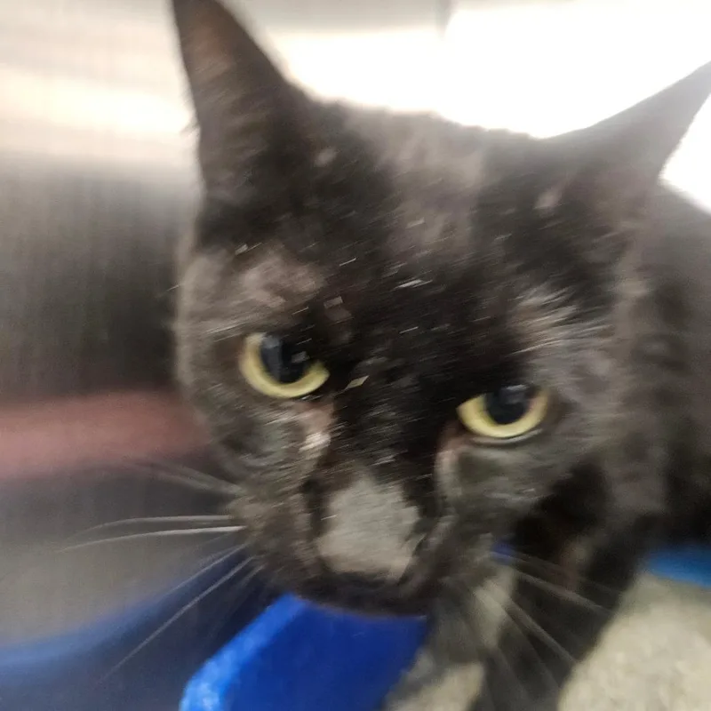 An adult small-sized female Black Domestic Short Hair cat named Bandit for adoption in Grantsville, UT