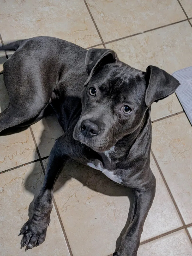 A young medium-sized female Bicolor Pit Bull Terrier dog named Grace for adoption in Naperville, IL