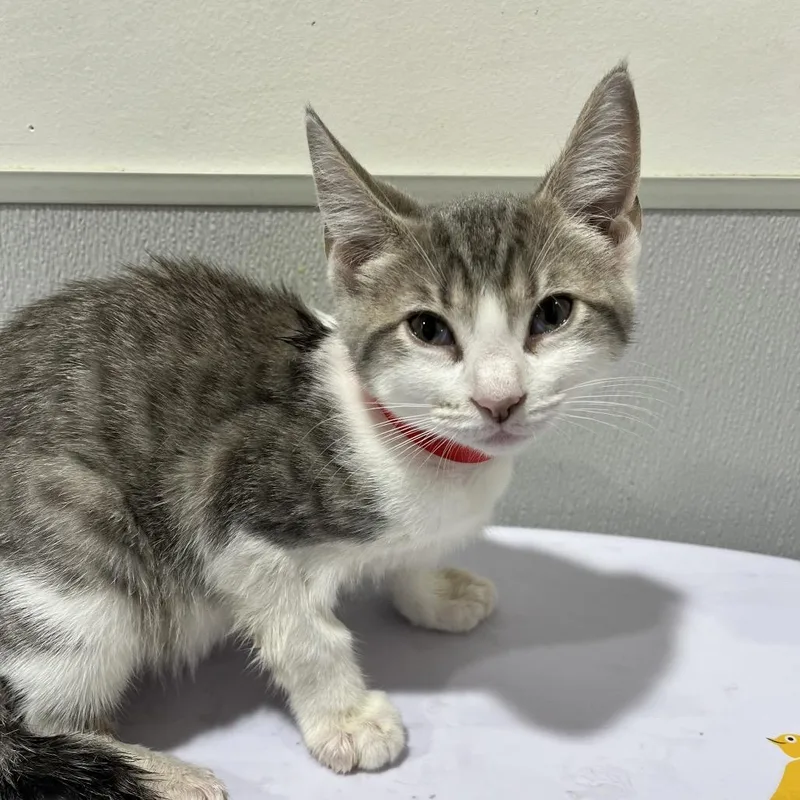 A young medium-sized female White Domestic Short Hair cat named Silvia for adoption in Tampa, FL