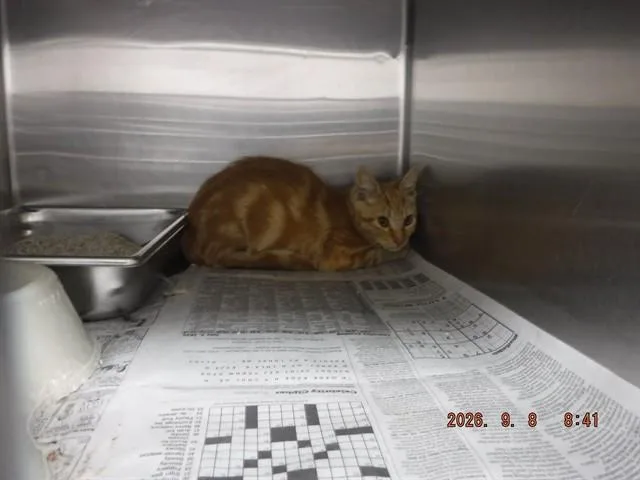 A baby small-sized male Domestic Short Hair cat named Simon for adoption in Oroville, CA