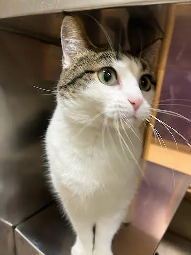 A young medium-sized female White Domestic Short Hair cat named Olive Oil for adoption in Kansas City, MO