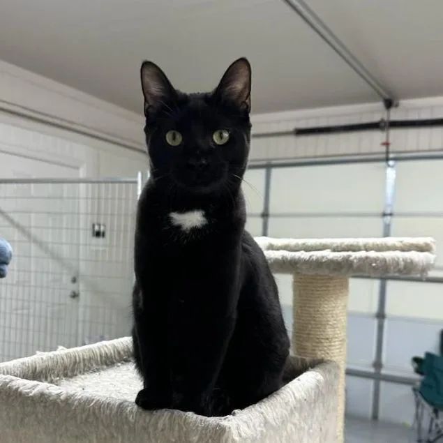 A baby small-sized female Black Domestic Short Hair cat named Phoebe for adoption in Fort Worth, TX