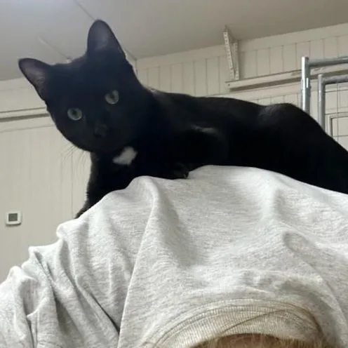 Phoebe thumbnail 3