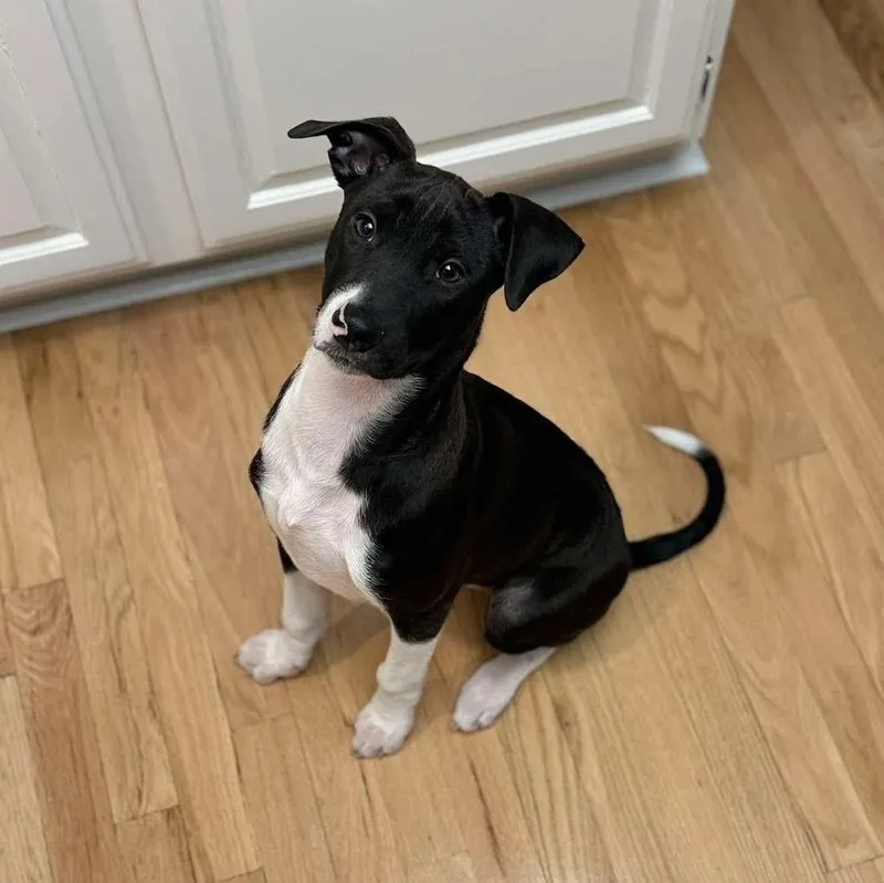 A baby medium-sized male Black Mixed Breed dog named Pongo for adoption in Yaphank, NY