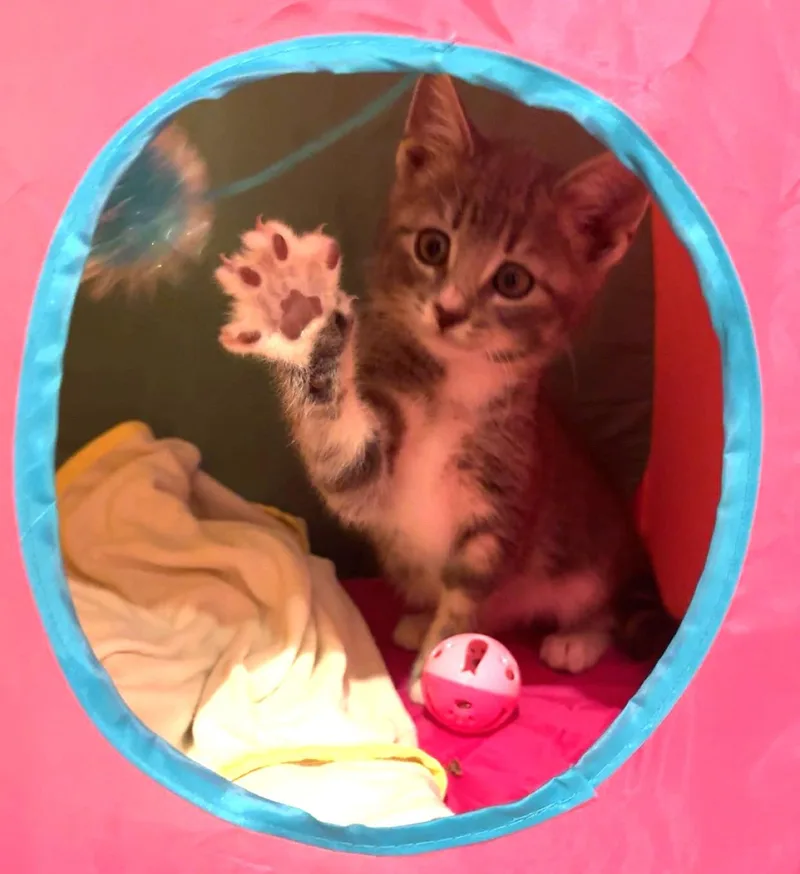 A baby medium-sized male Gray / Blue / Silver Tabby cat named Ritz for adoption in Lambertville, NJ