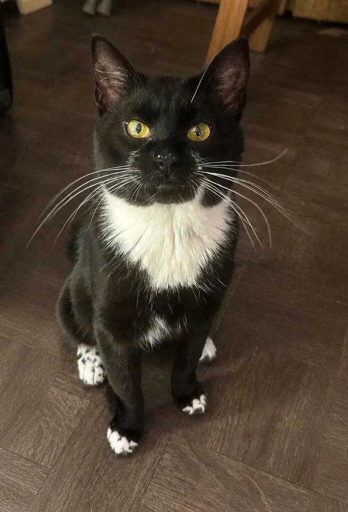 An adult medium-sized male Domestic Short Hair cat named Junior for adoption in East Derry, NH