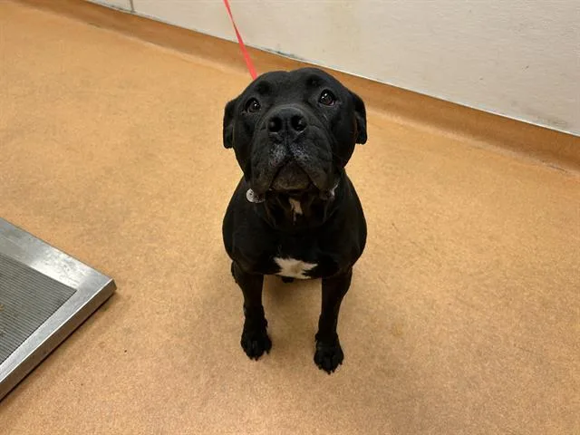 An adult large-sized male Pit Bull Terrier dog named Orca for adoption in Martinez, CA