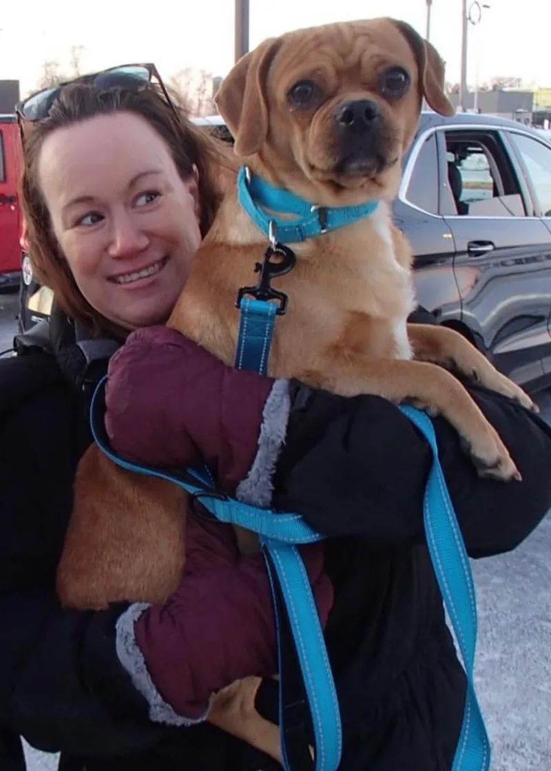 An adult small-sized male Puggle dog named Ringo for adoption in Louisville, KY
